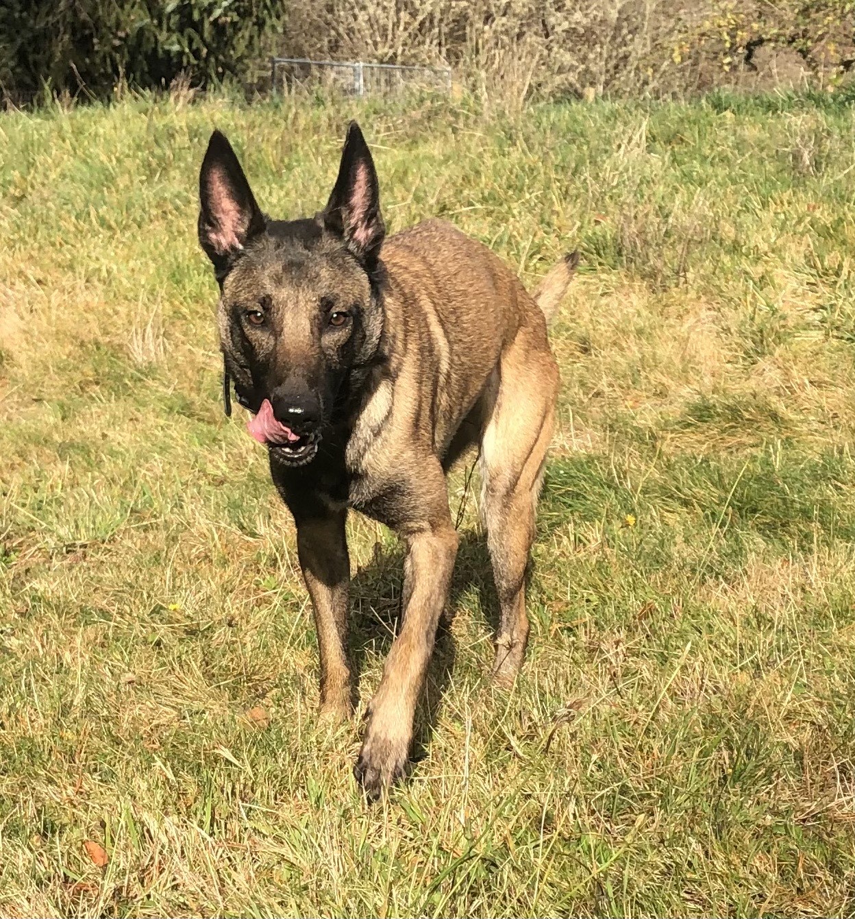 Kaya, an adoptable Belgian Shepherd / Malinois in Vancouver, WA, 98686 | Photo Image 4