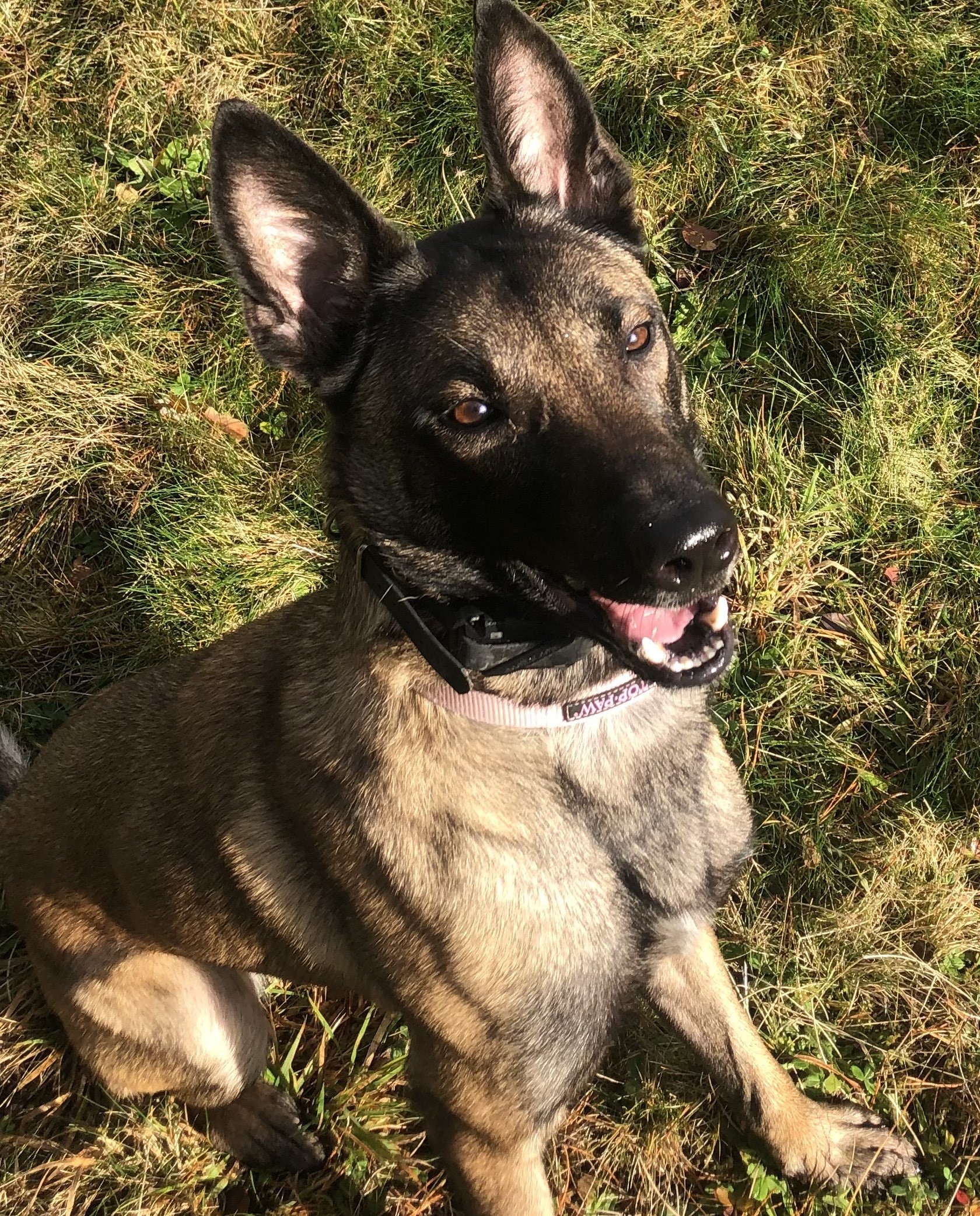 Kaya, an adoptable Belgian Shepherd / Malinois in Vancouver, WA, 98686 | Photo Image 5