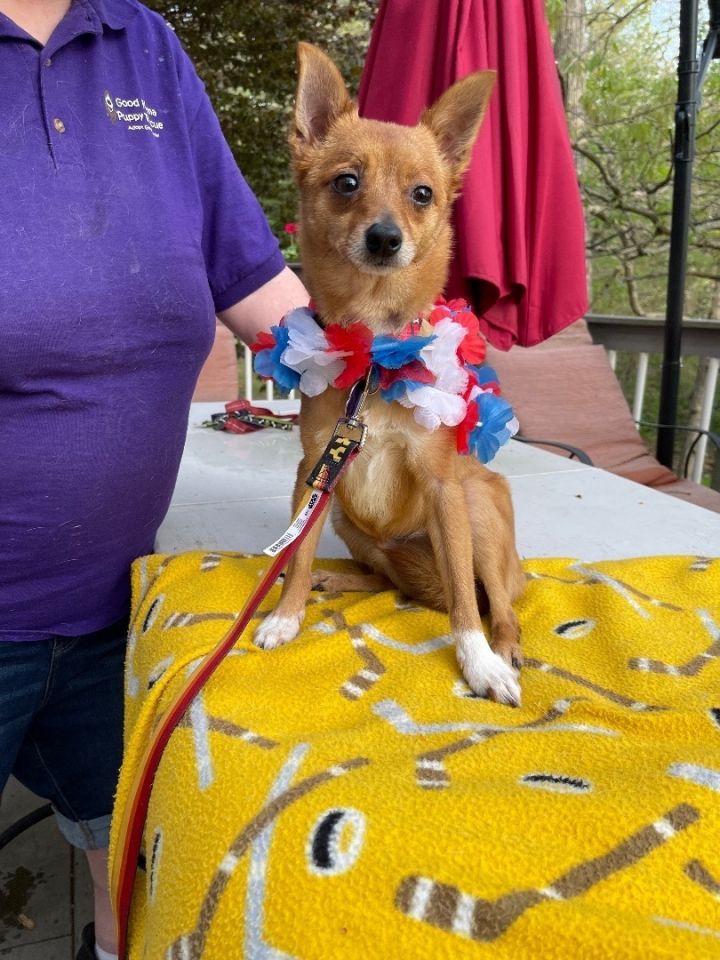 Capone (EVENT SATURDAY- Pet Supplies Plus 1-3-  5348 Dixie Hwy Waterford, MI 48329, an adoptable Chihuahua & Pomeranian Mix in White Lake, MI_image-1