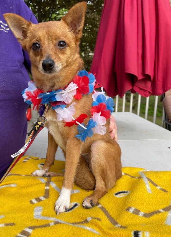 Capone (EVENT SATURDAY- Pet Supplies Plus 1-3-  5348 Dixie Hwy Waterford, MI 48329, an adoptable Chihuahua & Pomeranian Mix in White Lake, MI_image-2