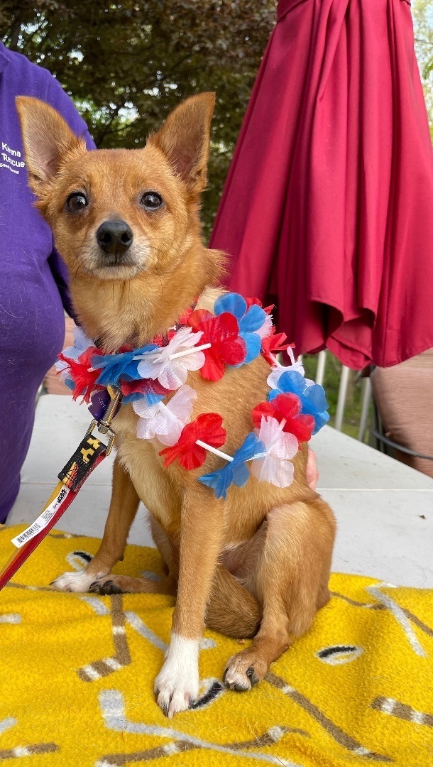 Capone (EVENT SATURDAY- Pet Supplies Plus 1-3-  5348 Dixie Hwy Waterford, MI 48329, an adoptable Chihuahua & Pomeranian Mix in White Lake, MI_image-3