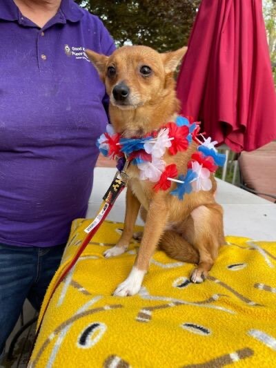 Capone (EVENT SATURDAY- Pet Supplies Plus 1-3-  5348 Dixie Hwy Waterford, MI 48329, an adoptable Chihuahua & Pomeranian Mix in White Lake, MI_image-5
