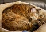 Miss Kitty, an adoptable Domestic Short Hair in Fargo, ND_image-2