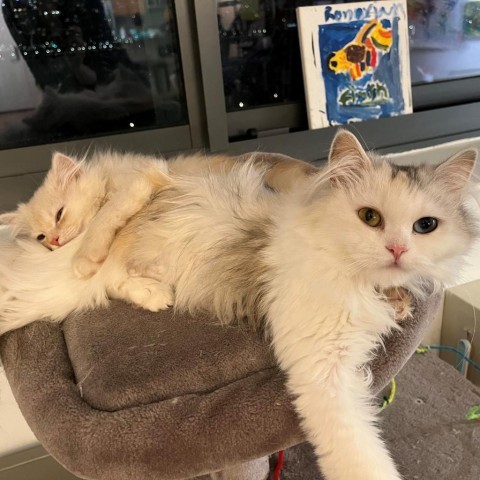 Solaris & Aurora - Bonded Son & Mom from Egypt. Please Fully Read Bio, an adoptable Persian in Forest Hills, NY_image-3