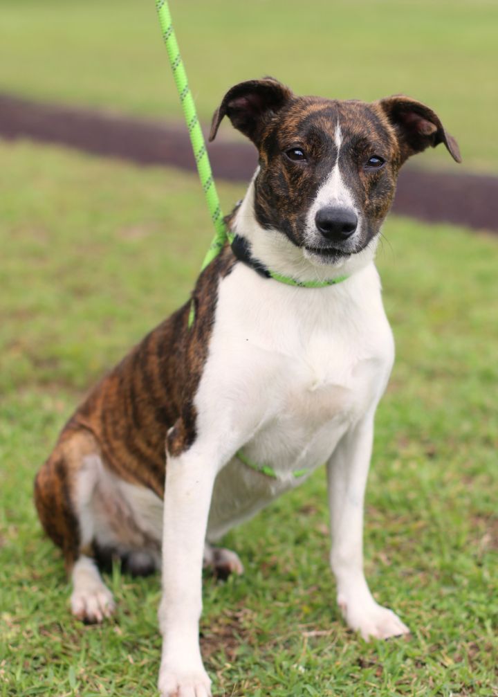 Clover, an adoptable Mixed Breed in Harrisburg, PA_image-3