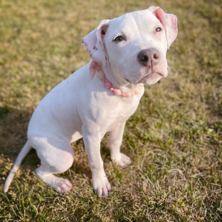 Charlie, an adoptable Staffordshire Bull Terrier & Bull Terrier Mix in Englewood, OH_image-5