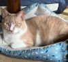 Jasper