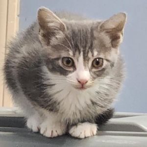 Seraphina