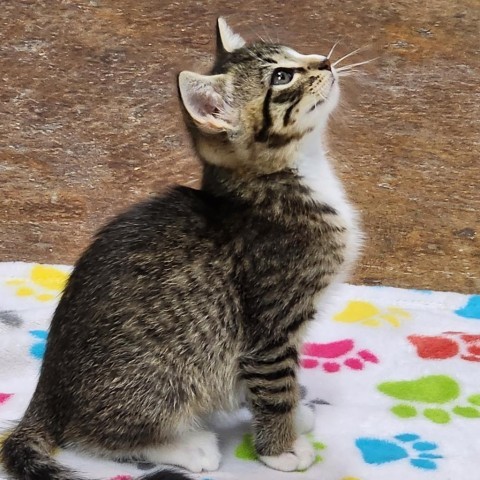 Simba 1