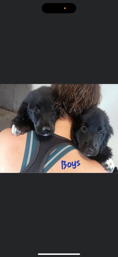 Boys, an adoptable Golden Retriever & Bernedoodle Mix in Ewing, NJ_image-2