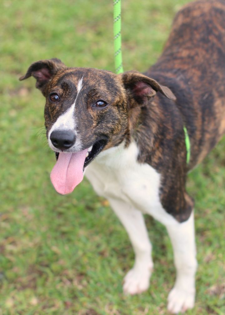 Clover, an adoptable Mixed Breed in Gulfport, MS_image-1