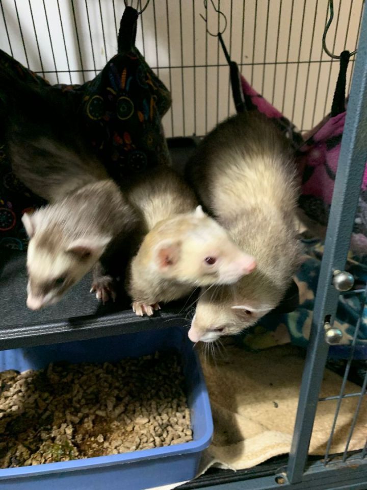 Ferret for adoption RileyBenjiMilo, a Ferret in Grand Rapids, MI