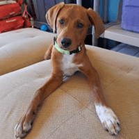 Nomas, an adoptable Mixed Breed in Seattle, WA_image-3