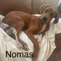 Nomas, an adoptable Mixed Breed in West Vancouver, BC_image-1