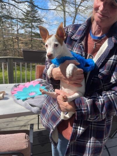 Wendall (EVENT SATURDAY- Pet Supplies Plus 1-3-  5348 Dixie Hwy Waterford, MI 48329, an adoptable Rat Terrier & Chihuahua Mix in White Lake, MI_image-2