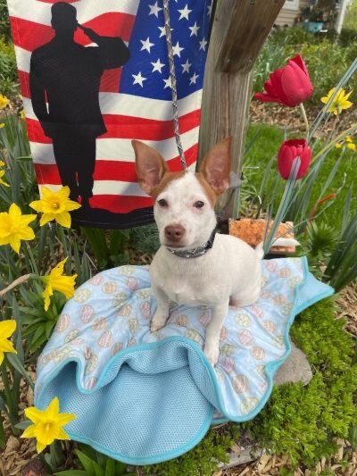 Wendall (EVENT SATURDAY- Pet Supplies Plus 1-3-  5348 Dixie Hwy Waterford, MI 48329, an adoptable Rat Terrier & Chihuahua Mix in White Lake, MI_image-1