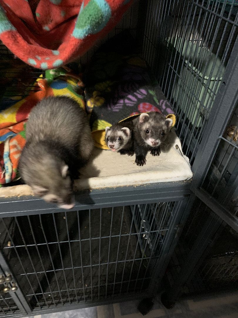 Ferret for adoption RowanPirToothy, a Ferret in Grand Rapids, MI