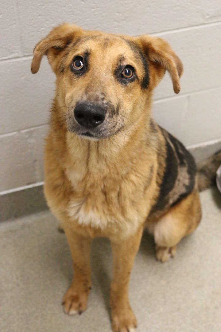 Speckle, an adoptable Australian Shepherd Mix in Gulfport, MS_image-4