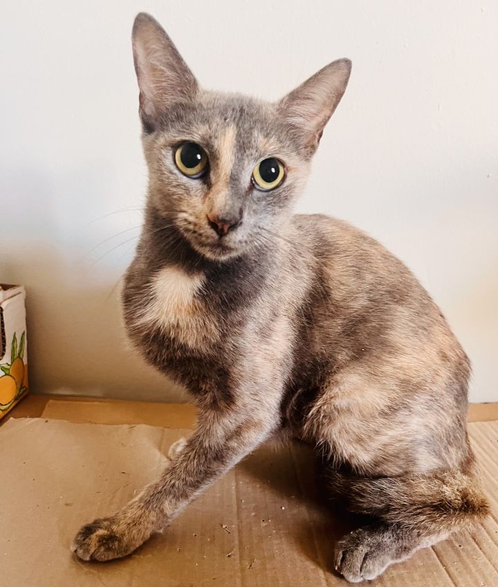 Valentina, an adoptable Dilute Tortoiseshell in West Palm Beach, FL_image-2
