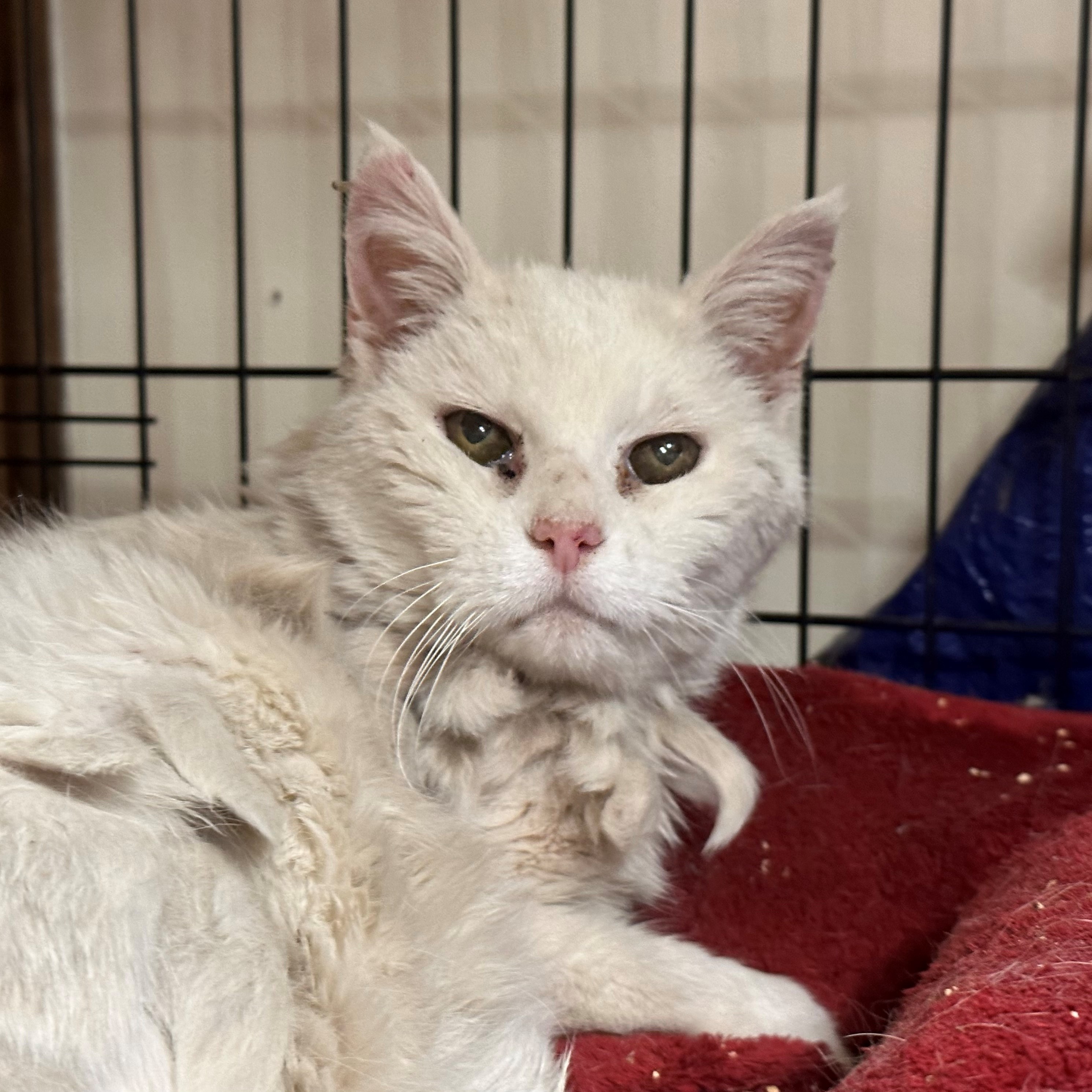 Nieve [Permanent Foster], an adoptable Domestic Long Hair in Santa Fe, NM, 87501 | Photo Image 1