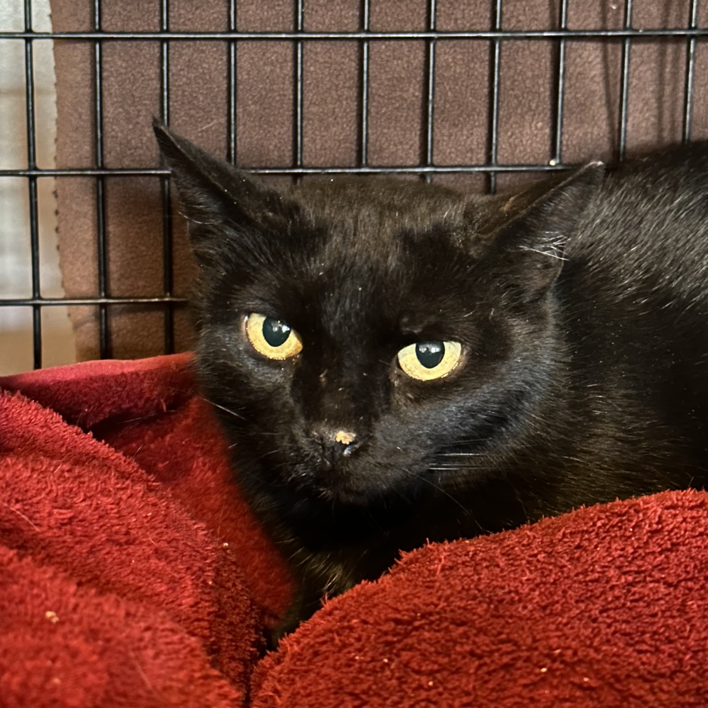 Tellicherry, an adoptable Domestic Short Hair in Santa Fe, NM, 87501 | Photo Image 1