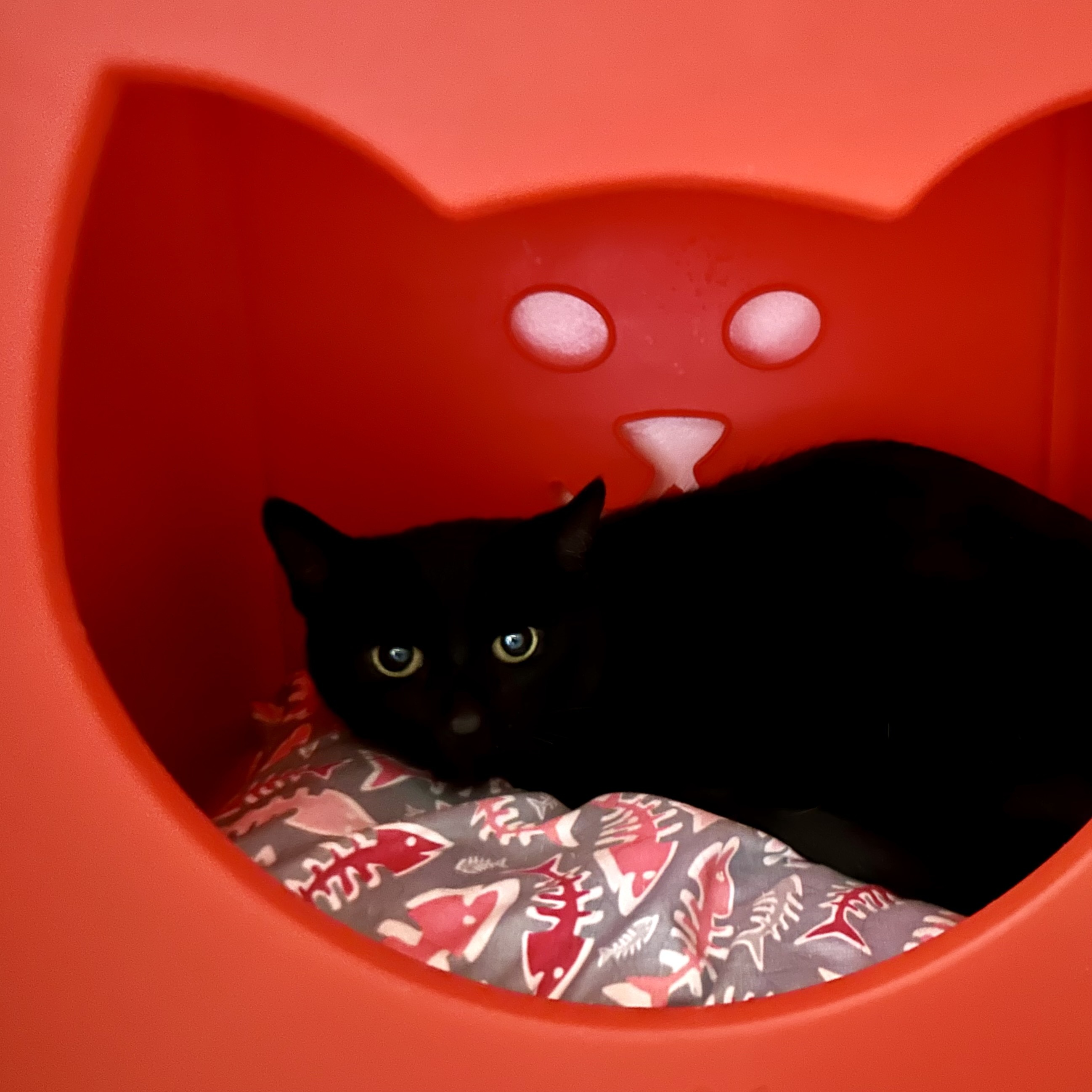 Sweetie Pie, an adoptable Bombay, Domestic Short Hair in Santa Fe, NM, 87501 | Photo Image 1