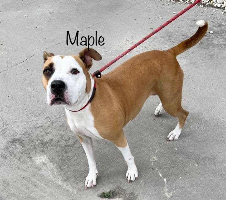 Maple, an adoptable Boxer & American Staffordshire Terrier Mix in Fulton, TX_image-1