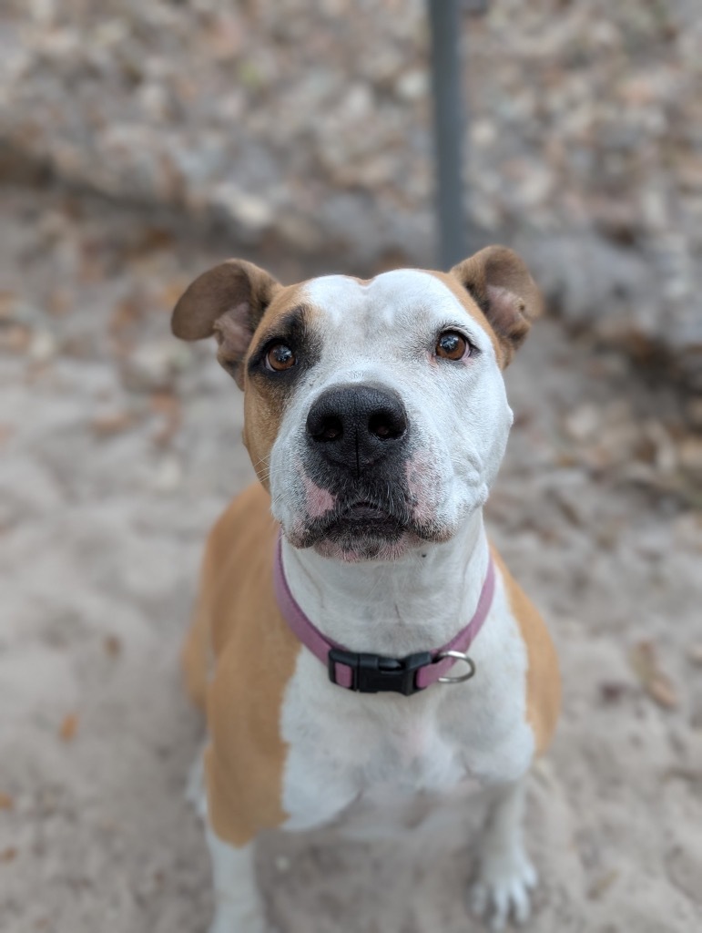 Maple, an adoptable Boxer in Fulton, TX, 78358 | Photo Image 1