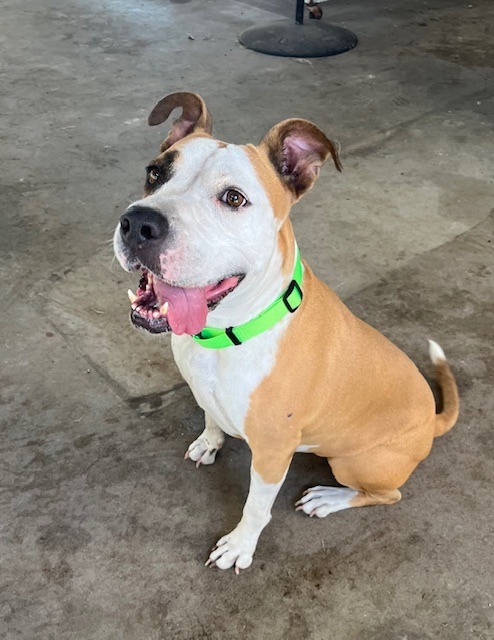 Maple, an adoptable Boxer in Fulton, TX, 78358 | Photo Image 1