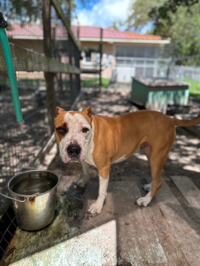 Maple, an adoptable Boxer in Fulton, TX, 78358 | Photo Image 2