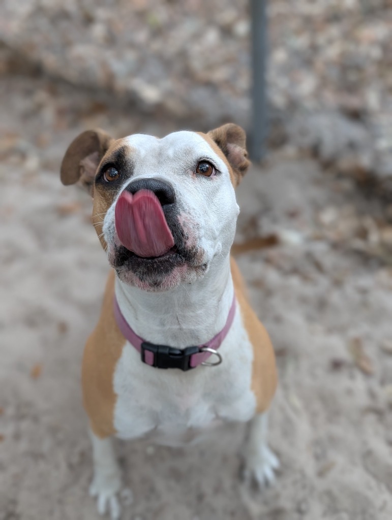 Maple, an adoptable Boxer in Fulton, TX, 78358 | Photo Image 4