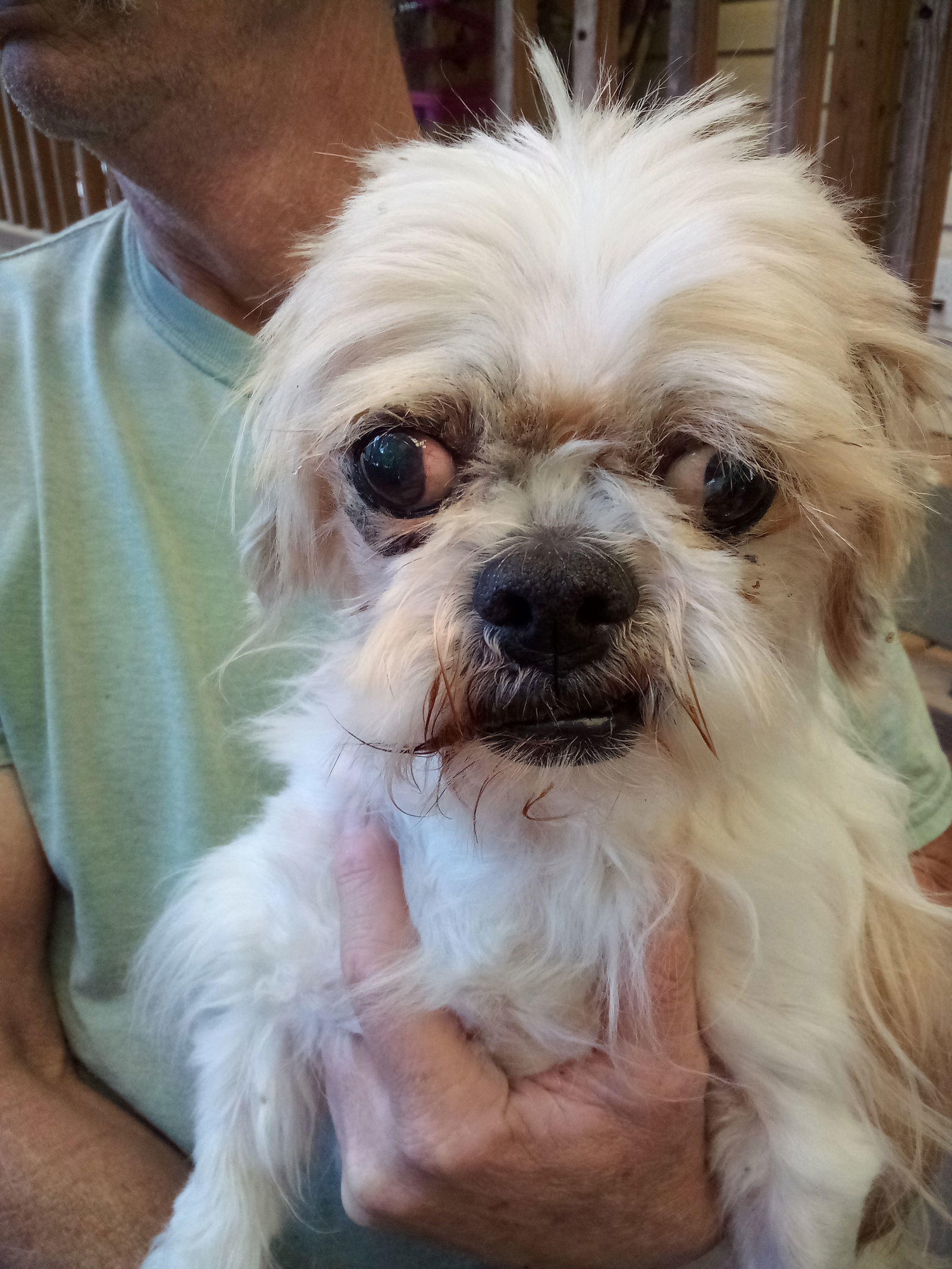 Toby, an adoptable Shih Tzu in Oakdale, TN, 37829 | Photo Image 3