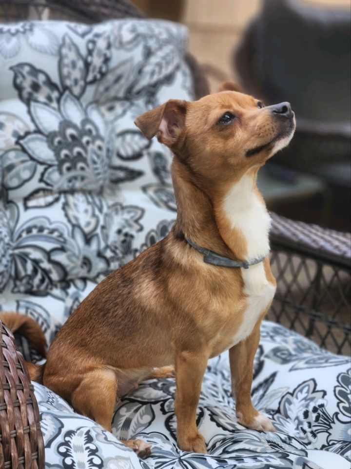 Abby (Formally Tess), an adoptable Chihuahua & Dachshund Mix in Meriden, CT_image-4
