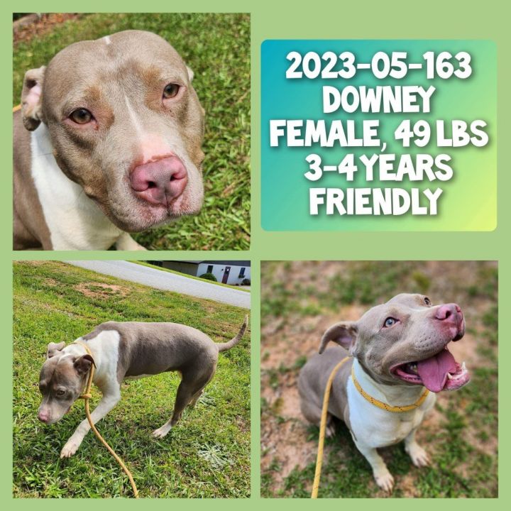 2023-05-163, an adoptable Pit Bull Terrier in Winder, GA_image-1