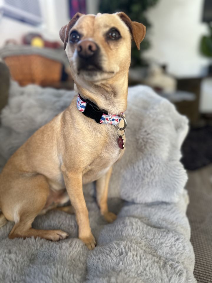 COOPER, an adoptable Chihuahua Mix in ATASCADERO, CA_image-2
