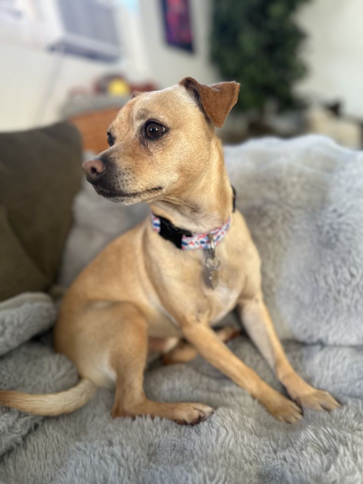 COOPER 4