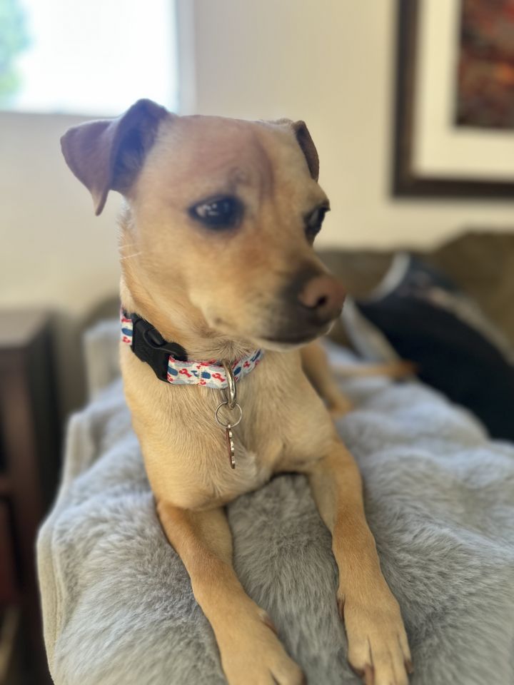 COOPER, an adoptable Chihuahua Mix in ATASCADERO, CA_image-6