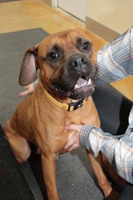 Roswell (aka Marvin), an adoptable Boxer & Doberman Pinscher Mix in Austin, MN_image-2