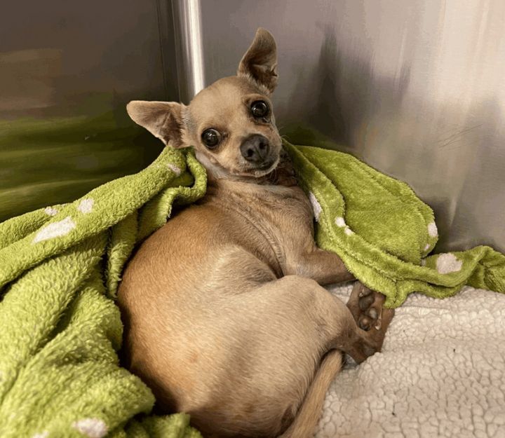Dustin , an adoptable Chihuahua in Ventura, CA_image-1