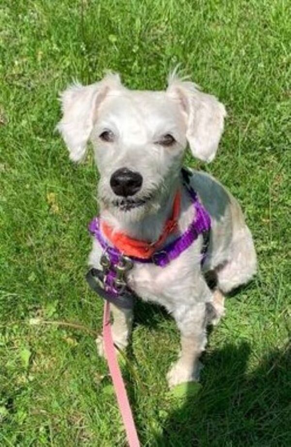 Tucker, an adoptable Schnauzer & Poodle Mix in Oakville, ON_image-3