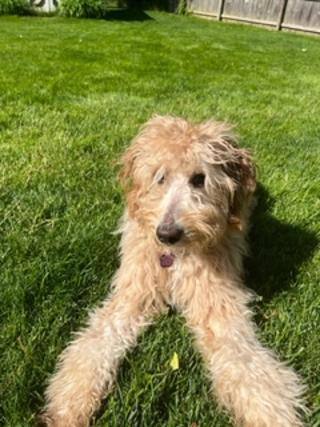 Bono, an adoptable Goldendoodle in Wadsworth, OH_image-4