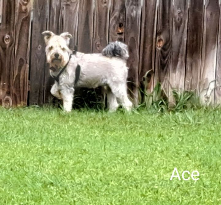 Ace, an adoptable Schnauzer in Burleson, TX_image-3