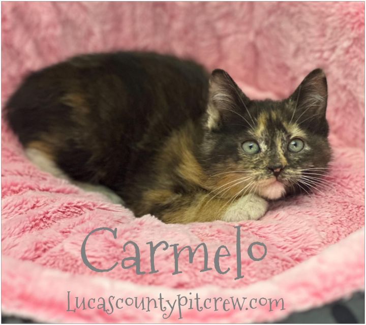 Carmelo, an adoptable Calico & American Shorthair Mix in Toledo, OH_image-1