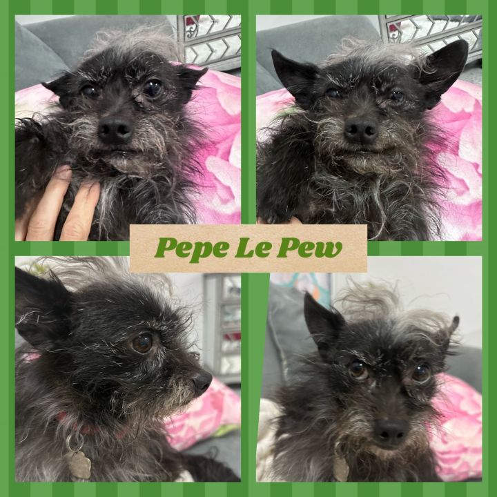 Pepe Le Pew, an adopted Chihuahua Mix in ATASCADERO, CA_image-2