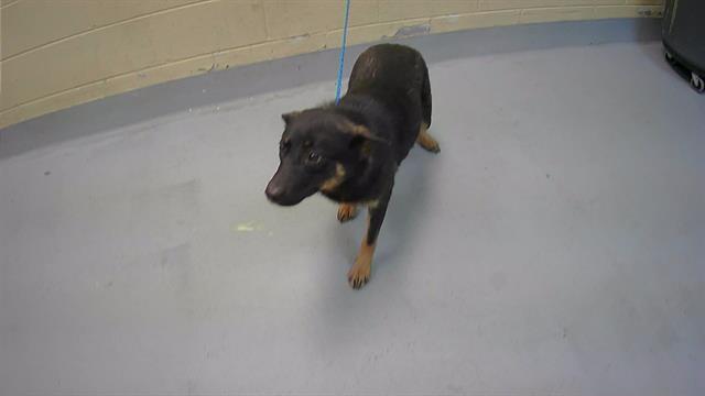 SKIPPY, an adoptable German Shepherd Dog Mix in Tulsa, OK_image-1