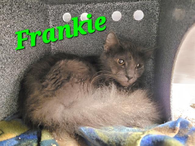 FRANKIE 1