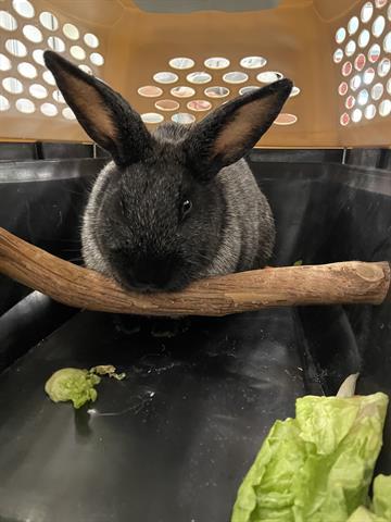 BOBY, an adoptable Bunny Rabbit in Derwood, MD_image-1