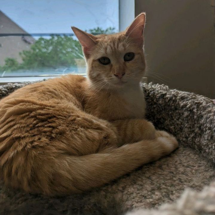 Goldie, an adoptable Domestic Short Hair in Columbia, MO_image-2