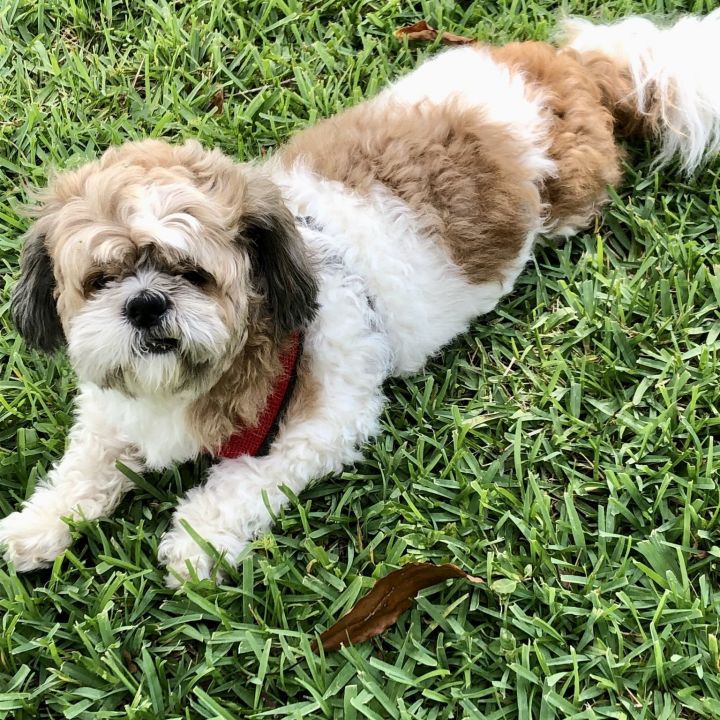 Shaggy 4