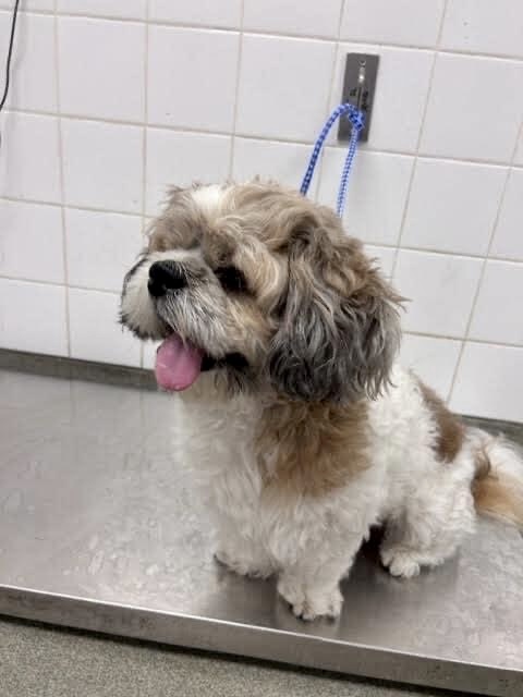 Shaggy, an adoptable Lhasa Apso in Cape Coral, FL_image-5